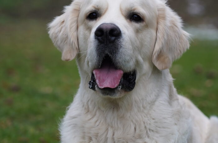 Eddie profil